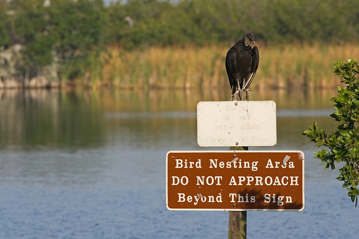 Arbeitsfoto Rabengeier Coragyps atratus Black Vulture